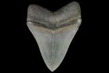 Serrated, Fossil Megalodon Tooth - Georgia #76501-2